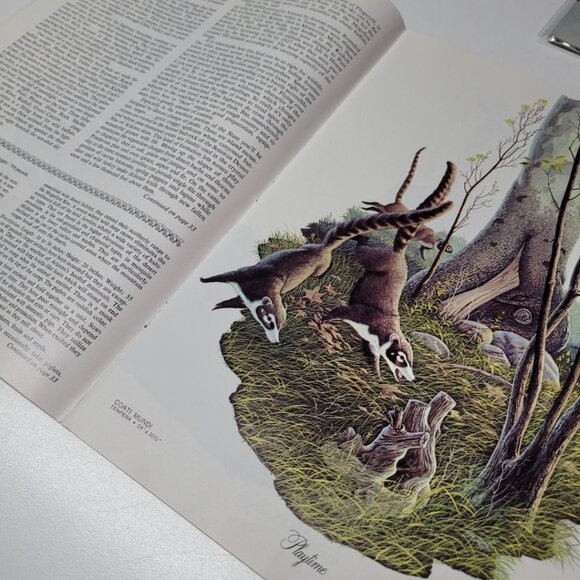 Arizona Highways Artwork Magazine February 1976 Larry Toschik Bobcat Deer Fawn - Picture 10 of 11